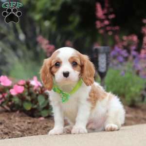 Kobe, Cavalier King Charles Spaniel Puppy